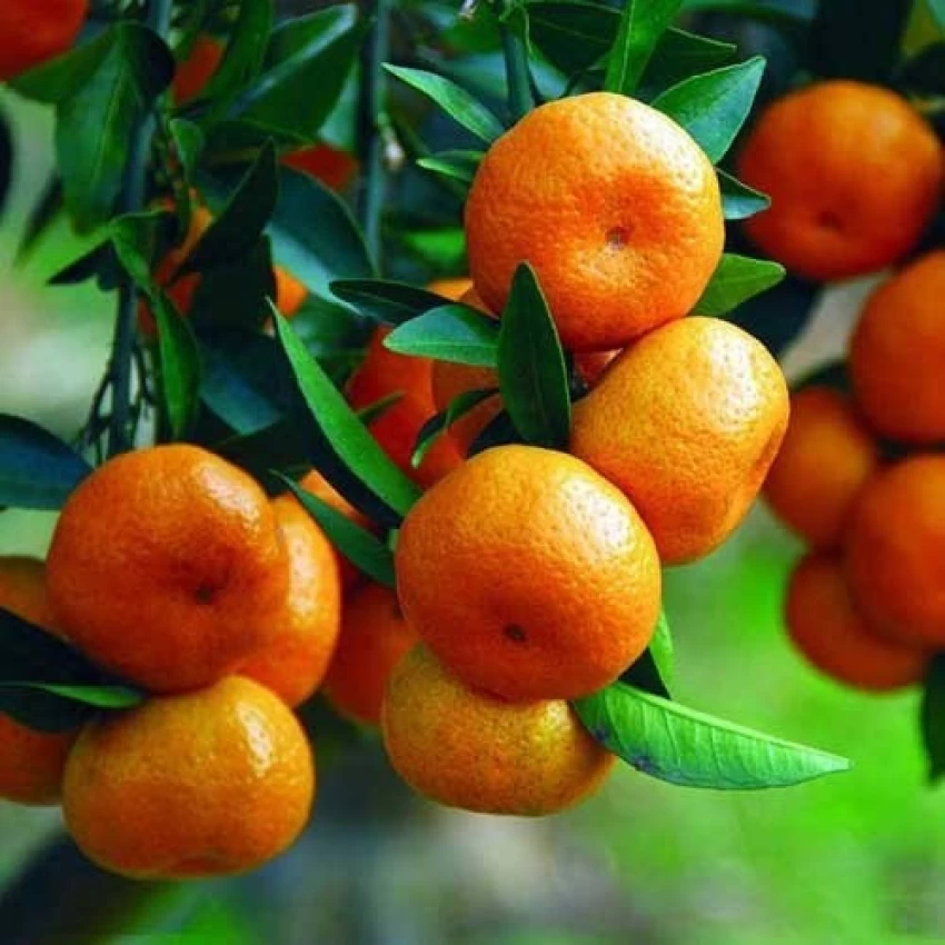 China Orange / Chinese Sweet Orange (ચાઈના નારંગી)